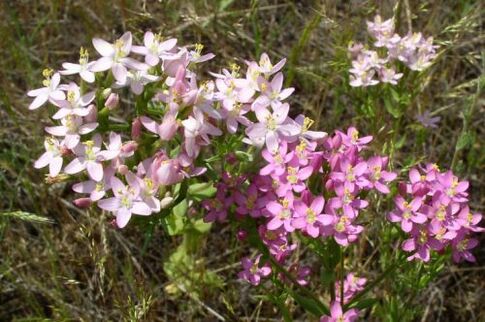 Goldenger por recusar álcool